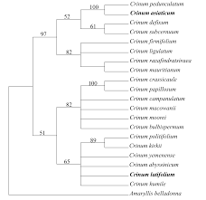 Image result for Crinum subcernuum