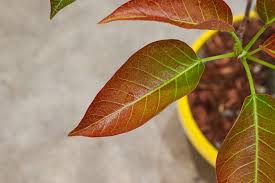 Image result for Ficus ingens
