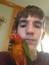 Bird window strike prevention and care in Missouri