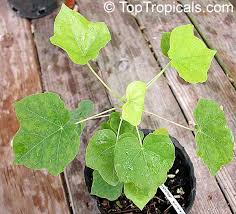 Image result for Sterculia rogersii