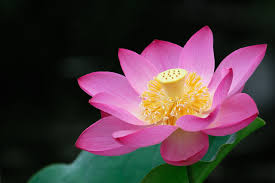 「蓮の花」の画像検索結果