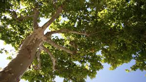 Ale zambelli nua onlyfans Ale zambelli nudes - Best photos