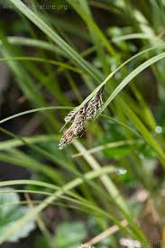 Image result for Melinis macrochaeta