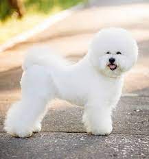 Shichon Dog A Complete Guide To The Bichon Frise Shih Tzu Mix