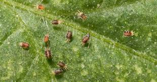 Image result for spotted spider mite