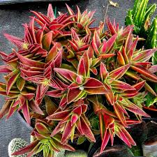 Image result for Crassula capitella