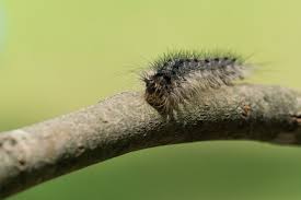 Lymantria dispar dispar, commonly known as the gypsy moth, european gypsy moth, or north american gypsy moth, is a species of moth in the family erebidae that is of eurasian origin. Residents Asked To Look Out For Gypsy Moth Eggs In Their Backyards Guelph News