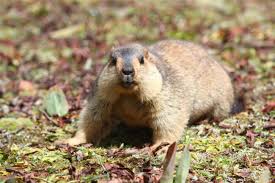 Himalayan Marmots Are Revealing How Animals Adapt To Living