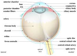 Image result for Sclera