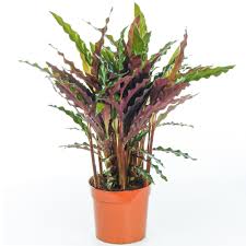 The 'prayer plant' nickname stems from. Calathea Rufibarba Elgergrass For Sale Houseplant Free Uk Delivery
