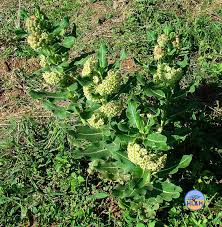 Image result for Xysmalobium