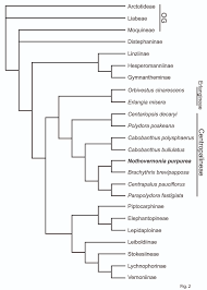 Image result for Vernonia amblyolepis