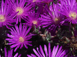 Image result for Lampranthus spp.