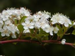 Image result for Pyracantha coccinea soleil d'or