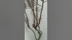 Image result for Bryophyllum tubiflorum