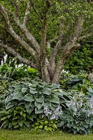 7 Tips For Growing Hostas In Your Garden - Craft Klatch