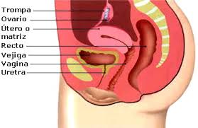 Check spelling or type a new query. Dibujos Imagenes Biologia Sistema Aparato 06 23 11