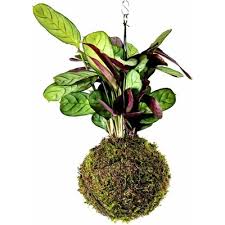 Image result for Ktenante Ctenanthe