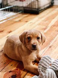 We Got A Puppy Meet Our 8 Week Old Golden Fox Red Labrador Fox Red Labrador Red Labrador Labrador