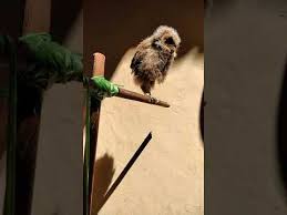 Keberadaannya di alam bebas sulit ditemukan karena sifatnya pendiam dan tenang. Suara Burung Hantu Celepuk Mini Owl Youtube