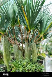 Image result for Pandanus utilis
