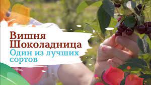 Фото вишни Шоколадница