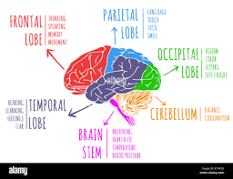 Image result for Frontal Lobe