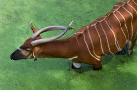 Pronunciation of antelope with 2 audio pronunciations, 2 synonyms, 2 meanings, 13 translations, 11 sentences and more for antelope. A Spell For Going Safely Forth By Day Jynne Martin Granta Magazine