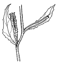 Image result for Oenothera indecora