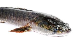 Namun, karena paus merupakan hewan mamalia sehingga hiu paus masih memegang gelar sebagai ikan terbesar yang berenang di bumi. Ikan Haruan Rahasia Bugar Urang Banjar Sejak Ratusan Tahun Silam Halaman All Kompasiana Com