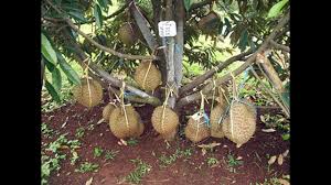 Salah satu jenis durian ialah durian musang king. Tahukah Anda Durian Musang King Boleh Berbuah Seawal 3 Tahun Begini Caranya Video Kartel Dakwah