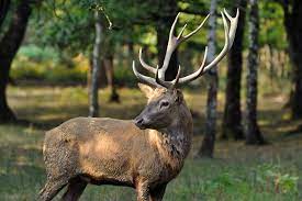 Venez écouter le brame du cerf du 18 septembre au 11 octobre 2020 sur le massif de l'aigoual. Le Cerf Elaphe