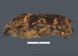 Image result for Phragmanthera proteicola