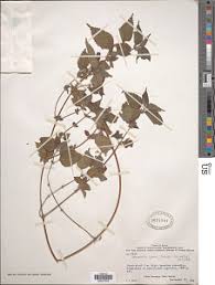 Image result for Droguetia iners