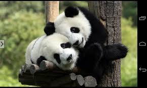 Download and use 100,000+ cute animals stock photos for free. Cute Animals Wallpapers Download Hd Wallpapers Cute Animals 1280x768 Download Hd Wallpaper Wallpapertip