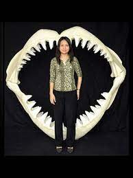 The great white shark might spit out food it does not like. Great White Shark Jaws Large White Sharks Shark Jaws Great White Shark