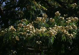Image result for Albizia schimperiana