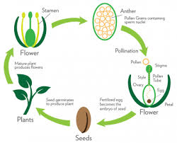 Introduction To Reproduction Plants Animals Types