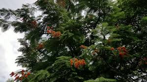 Image result for Colvillea