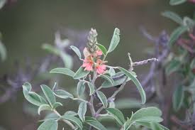 Image result for Indigofera filipes