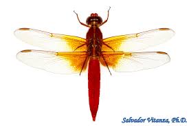 Image result for Libellulidae