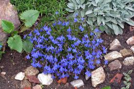 Image result for foto Lobelka