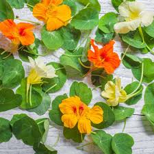 Image result for Nasturtium