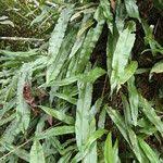 Image result for Oleandra distenta