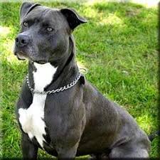 Pin On Dogs