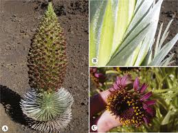 Image result for Emilia subscaposa