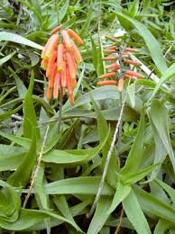 Image result for Aloe christianii