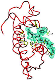 'long view') are used for tracking and support of satellite and intercontinental ballistic missiles by the people's liberation army navy (plan). Crystal Structure Of A Complex Formed Between A Snake Venom Phospholipase A2 And A Potent Peptide Inhibitor Phe Leu Ser Tyr Lys At 1 8 A Resolution Journal Of Biological Chemistry