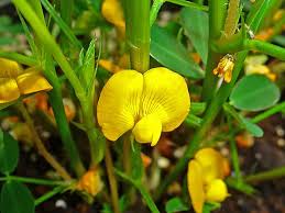 Image result for Arachis hypogaea