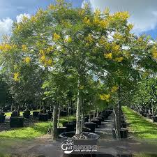 Image result for Peltophorum pterocarpum